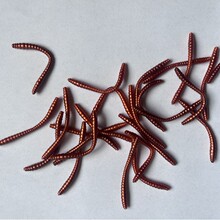 外贸尾货处理红虫6cm鲫鱼路亚饵鱼饵假饵软蛆海淡水路亚