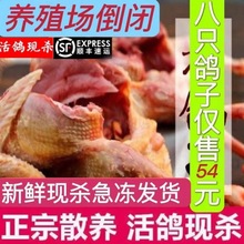 乳鸽顺丰包邮八只鸽子嫩鸽老鸽滋补富硒粮喂养新鲜煲汤一件代发