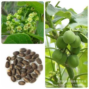 �鯂��N��С��ͩ�N����ľ�N�ӳ���Ͱͩ�͘�N����Դ��N