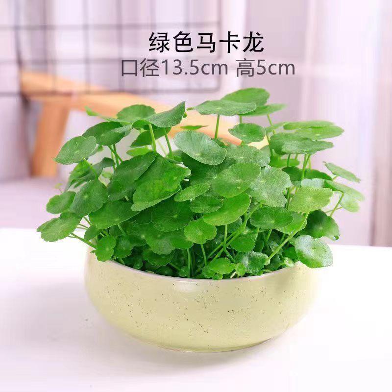 패키지 녹색 세라믹 냄비 + 잎이 있는 구리 돈 풀 + 과립 비료