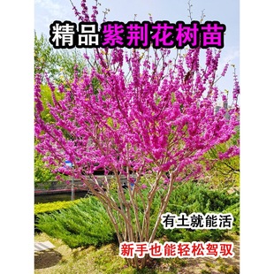 ���G������ͥԺ�e���ͺ����ܘ��煲�����G�����箔���_�������l؛