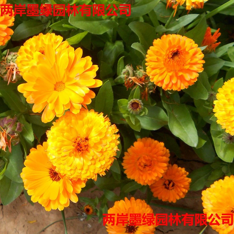 Семена календулы, семена вечнозеленых цветов, семена долговечных хризантем, всходы и цветение в любое время года, большие семена календулы во дворе.