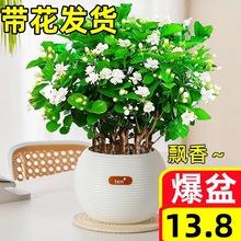 茉莉花盆栽带花苞栀子花九里香树苗老桩花卉绿植物阳台室内好养活
