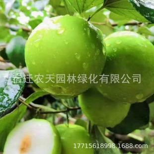 �޽ӗ����� �O�������� ̨������������ţ�̗����Ϸ������Nֲ����