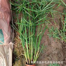 ���lˮ�������Ժ�������L܇��ˮ��ֲ�ﾰ�^ˮ�؝�ؾG�����󃞻�