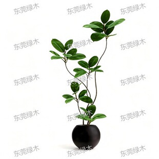 Artificial Black Prince Rubber Plant Potted Plant �ڽ�������