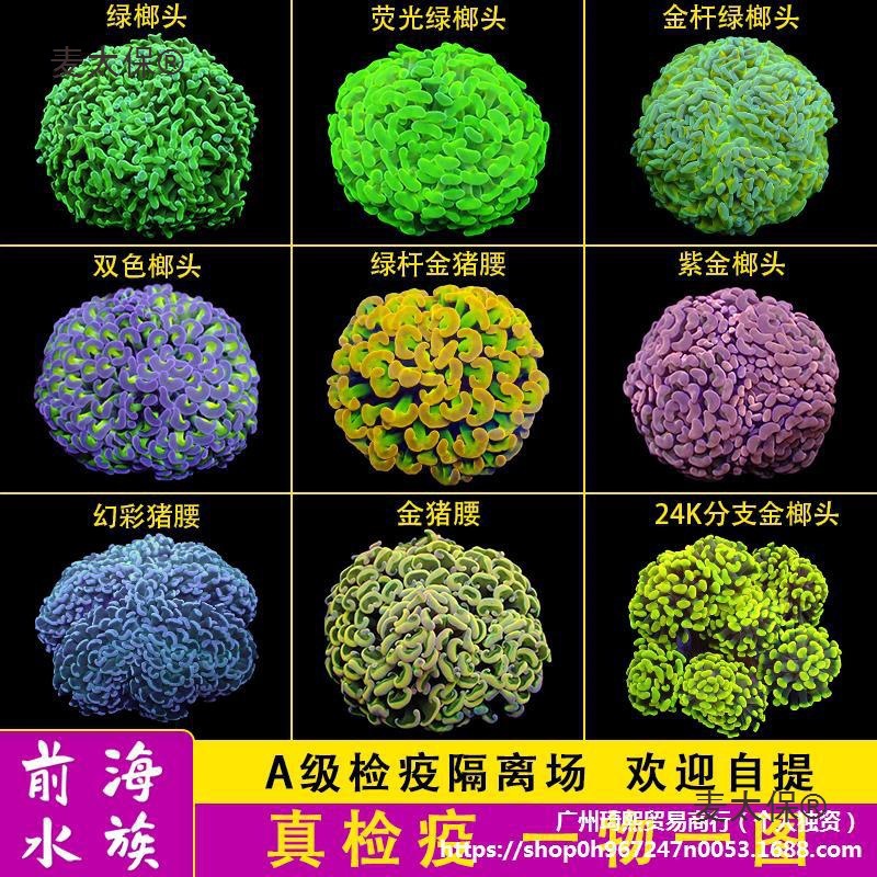 榔头珊瑚荧光绿双色紫玫瑰金榔头金色猪腰 提子海水活体珊麦太保