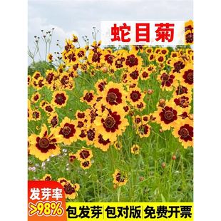 ��Ŀ�շN���ͺ���ɫ���u�ջ��N���ļ����NͥԺ�̨�G�����ܷN����