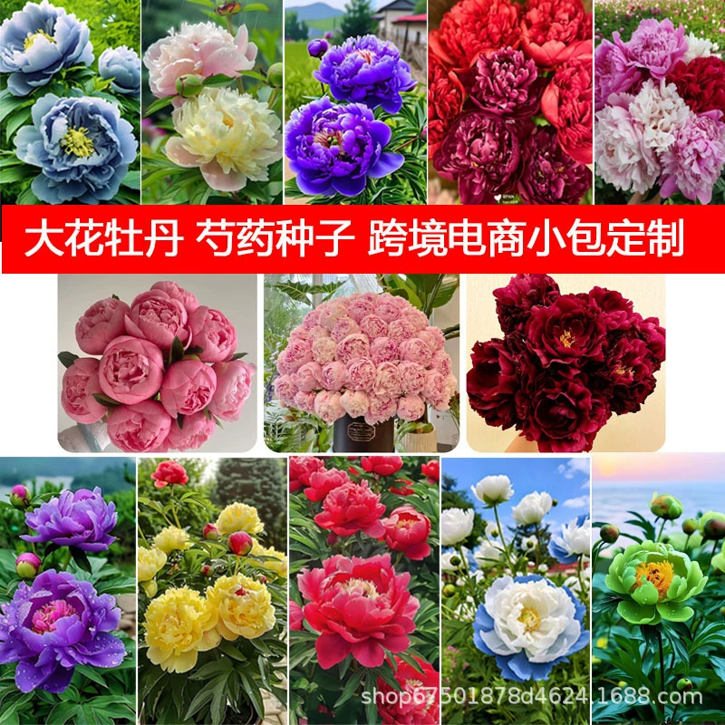 Электронная коммерция, дропшиппинг, семена пиона, семена пиона, семена цветов пиона, которые цветут круглый год, легко выращиваются круглый год.
