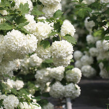 欧洲木绣球玫瑰盆栽乔木绣球树花园阳台庭院花卉植物耐寒绣球荚蒾