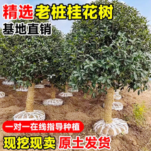 �𻨘������ԾGֲͥԺ���Դ�����⻨���ļ������Ϙ����B��ֲ��