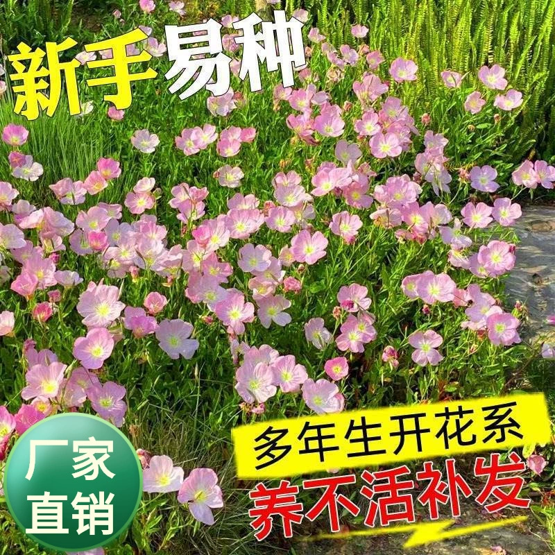 Красивые семена утренней примулы цветут весной и осенью