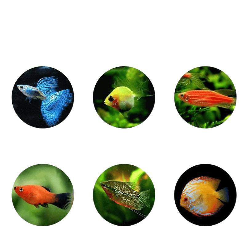 グッピーとベタの餌、小型熱帯観賞魚の餌、ゆっくりと浮上して沈み、高タンパク質の小粒の魚の餌|undefined