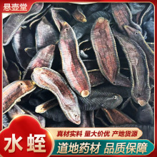 正宗水蛭金边宽体蚂蟥干蚂蟥清水吊杆水蛭正品金线宽体有蛇类蜈蚣