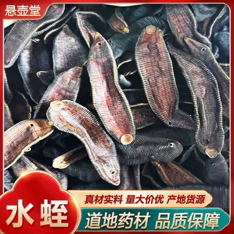 正宗水蛭金边宽体蚂蟥干蚂蟥清水吊杆水蛭正品金线宽体有蛇类蜈蚣