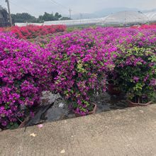 �����ն��N���lͬ���t�ն��N�r��tɫ�ն��N��ɫ�ն��N��r��ɫ