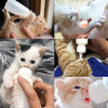 Dog and Dog Buses Newborn Cat Feed Mystery Pet Dog Special -Pet Black Bottle Puzzle Puzzle Kitter Factory Direct Sales