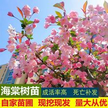 Ę@ֹ̾Gľ^^pܴzıĻ