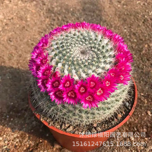 �����������k����������_���Ķ��������M���՚⻨�����Զ���ֲ��