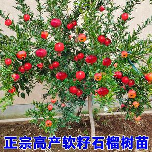 �o��ʯ����ͻ��˹ܛ��ʯ��������ʯ�������ϱ����Nֲ����Y��