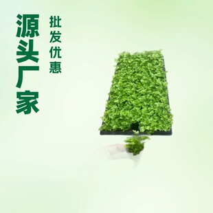 The Source Manufacturer Has a Large Supply of Fu's Fern Plug Seedlings for Garden Micro-Landscape Small Potted Plants Special Flower Seedlings Wholesale