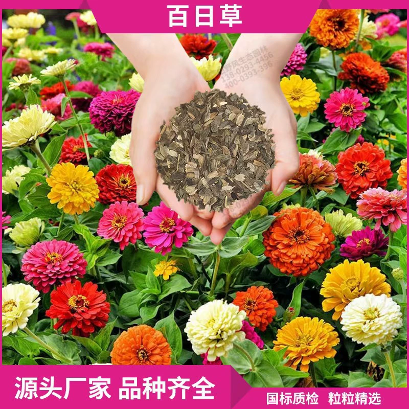 Семена зинии для ландшафтного дизайна, проектов «цветочное море», парковых газонов, семена хризантемы, разноцветный выбор.