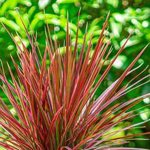 �߲��Fǧ��ľ����������ɫ��Ѫ��͏d�҃�������ȩ�����՚�Gֲ��