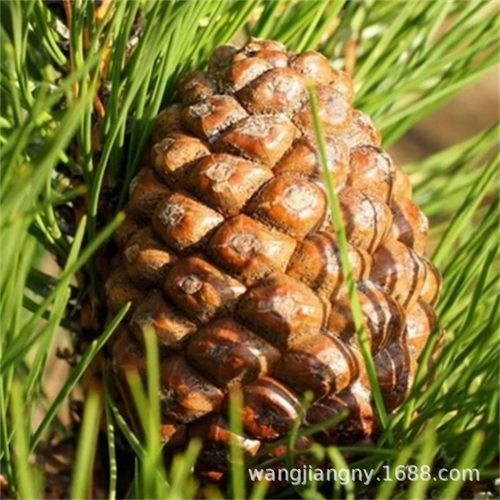 Тибет Pinus whitebark Американская Бразилия саженцы кедрового ореха саженцы орехов Саженцы сосны Северо-Восточная Корейская Саженцы сосны