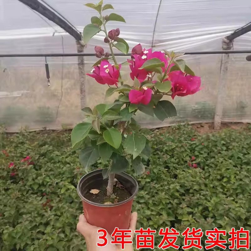 商品图