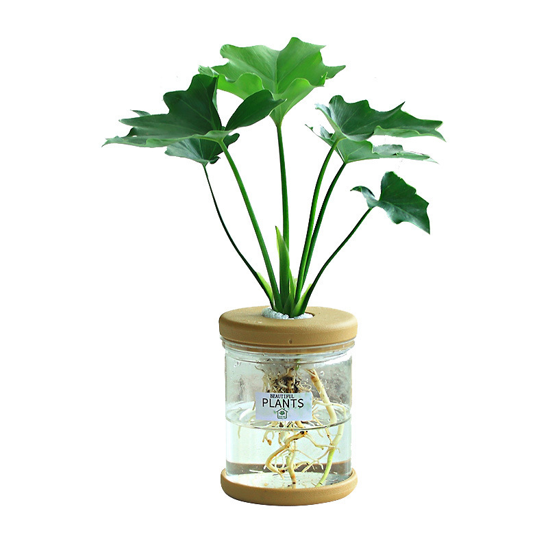 グリーンラタン水耕栽培ホルムアルデヒド除去鉢植え金のなる木ミント富竹屋内花緑植物オフィスグリーンラタン|undefined