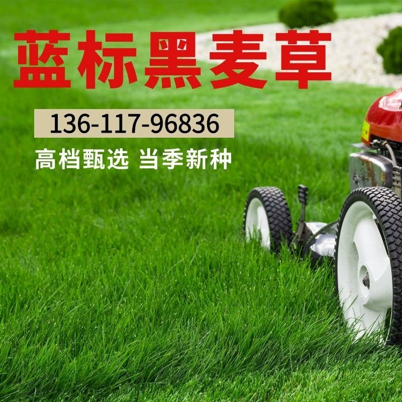 Семена Газона Датская Синяя Этикетка Райграсс Семена Травы Многолетние Семена Райграса Карликовая Обрезка Свободное Озеленение Семена