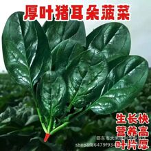 猪耳朵菠菜种子大叶厚叶菠菜种子秋冬籽菠菜种子四季播蔬菜种子