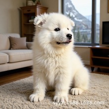 纯种萨摩耶幼犬雪橇犬活体微笑天使萨摩耶犬宠物狗包邮包活