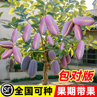 �o�Ѱ��¹Ϙ���Ұ������ը�����ϱ����ļ��Nֲ���ٹ����箔��Y��