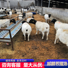 山东杜泊羊养殖场 黑头杜泊绵羊和白头杜泊绵羊价 种羊