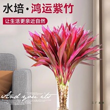 富贵竹水培植物鸿运紫竹粗杆带根水养客厅招财竹子室内绿植发财竹