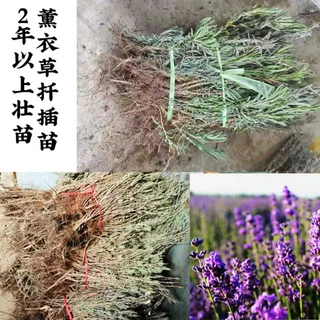 薰衣草种苗，薰衣草苗盆栽，狹叶薰衣草法国蓝扦插苗，花草苗子