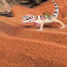 爬宠爬虫沙垫材陆龟守宫爬沙鬃狮蜥蜴蝎子沙漠饲养造景钙砂2