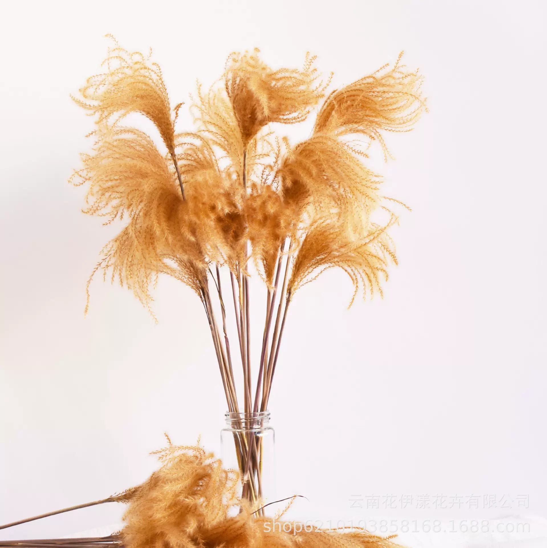金丝草干花批发 婚庆干花装饰摆件拍摄道具保鲜花干枝压花永生花