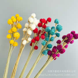千日红草莓果永生花干花真花DIY材料插花花束家居软装拍摄道具