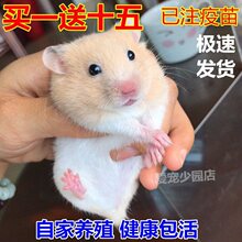 包邮小宠物仓鼠宝宝金丝熊活体宝宝布丁紫仓奶茶眼圈熊粮食笼子