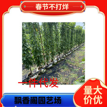 樱桃苗木带叶带土当年结果 车厘子嫁接樱桃树 美早樱桃 樱桃树