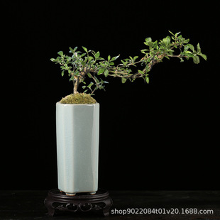 �S��ֱ����G�մɻ�������ѩ���½�߅�����h֦����С�辰�����Ϙ�