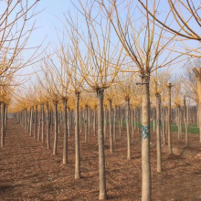 l S ֦  Խyһ @־Gɫ