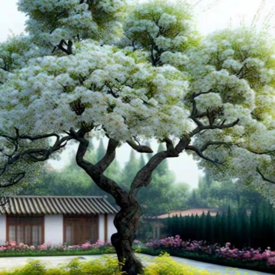 流苏树苗老油根子流苏大苗 盆栽地栽庭院绿化雪罗花嫁接桂花母本