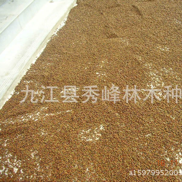 Ясень оптом Производитель ясеня Ясень Ясень высокого класса Ясень песок Ясень