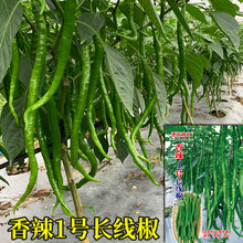 �߲˷N�����l����1̖�L�����N�ӳ��L�����џo������߮a�ļ����N