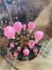 [Direct supply of the base] Succulent plant potted home fairy ball succulent plant flower Ruiyun Peony brocade