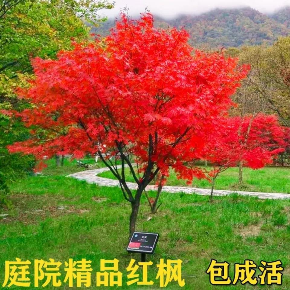 枫树绿化效果,庭院绿化树种,绿化效果图(第16页)_大山谷图库