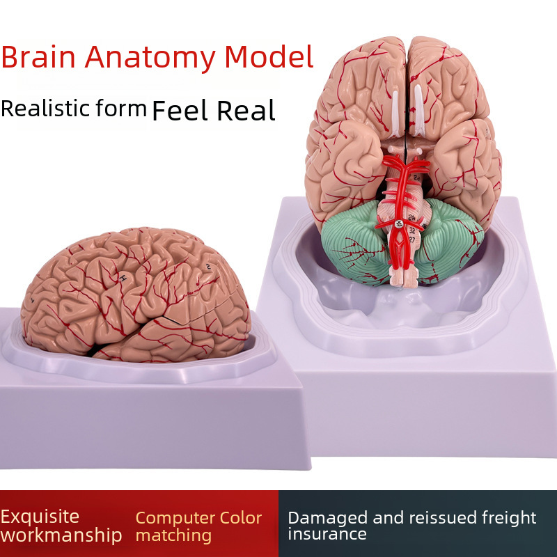 Brain model brain function regional color division model Human brain…